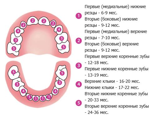 prorezyvanie-zubov-shema